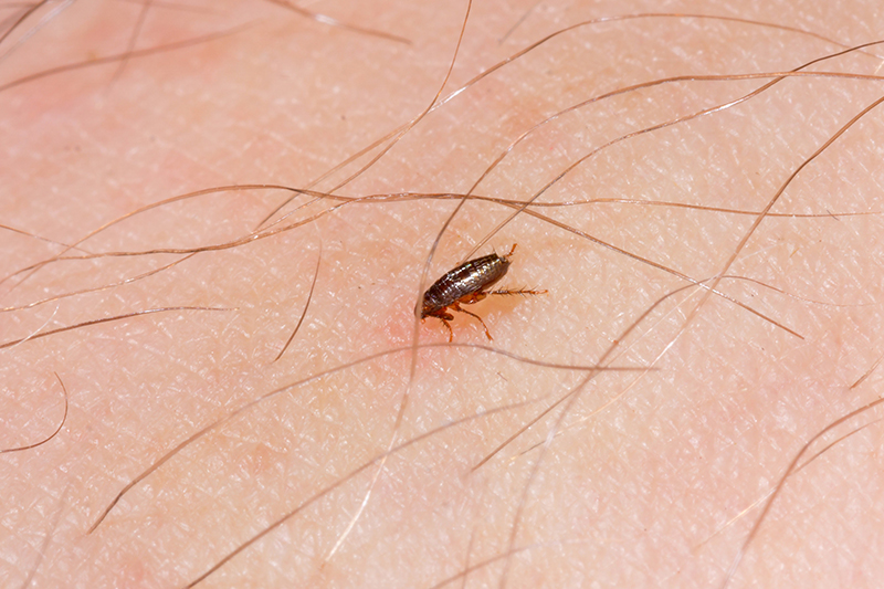 Flea Pest Control in Aylesbury Buckinghamshire