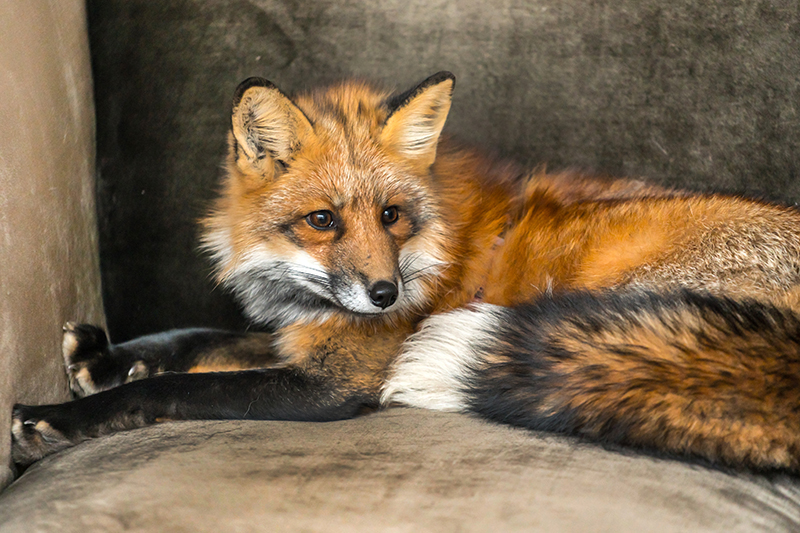 Fox Pest Control in Aylesbury Buckinghamshire