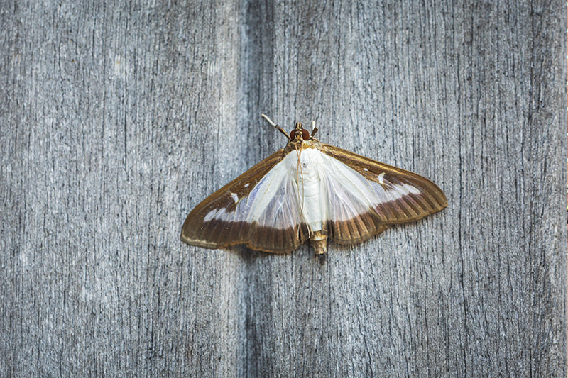 Moth Pest Control in Aylesbury Buckinghamshire